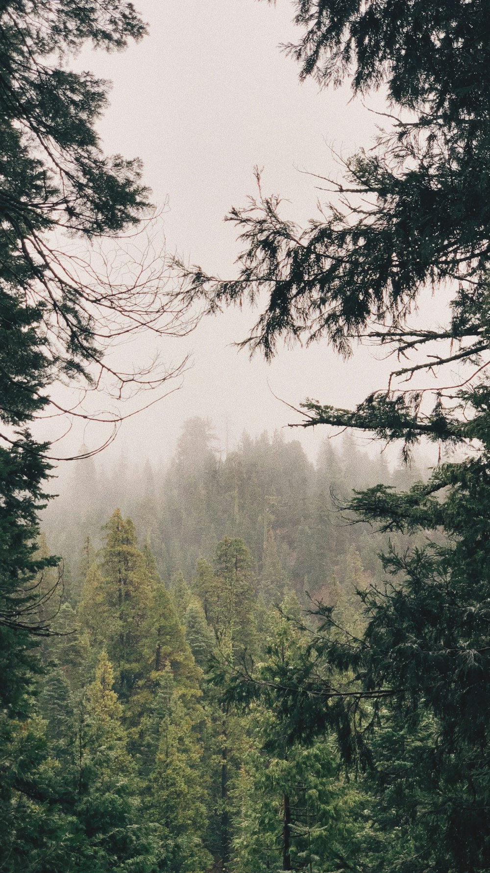 green pine trees with fog