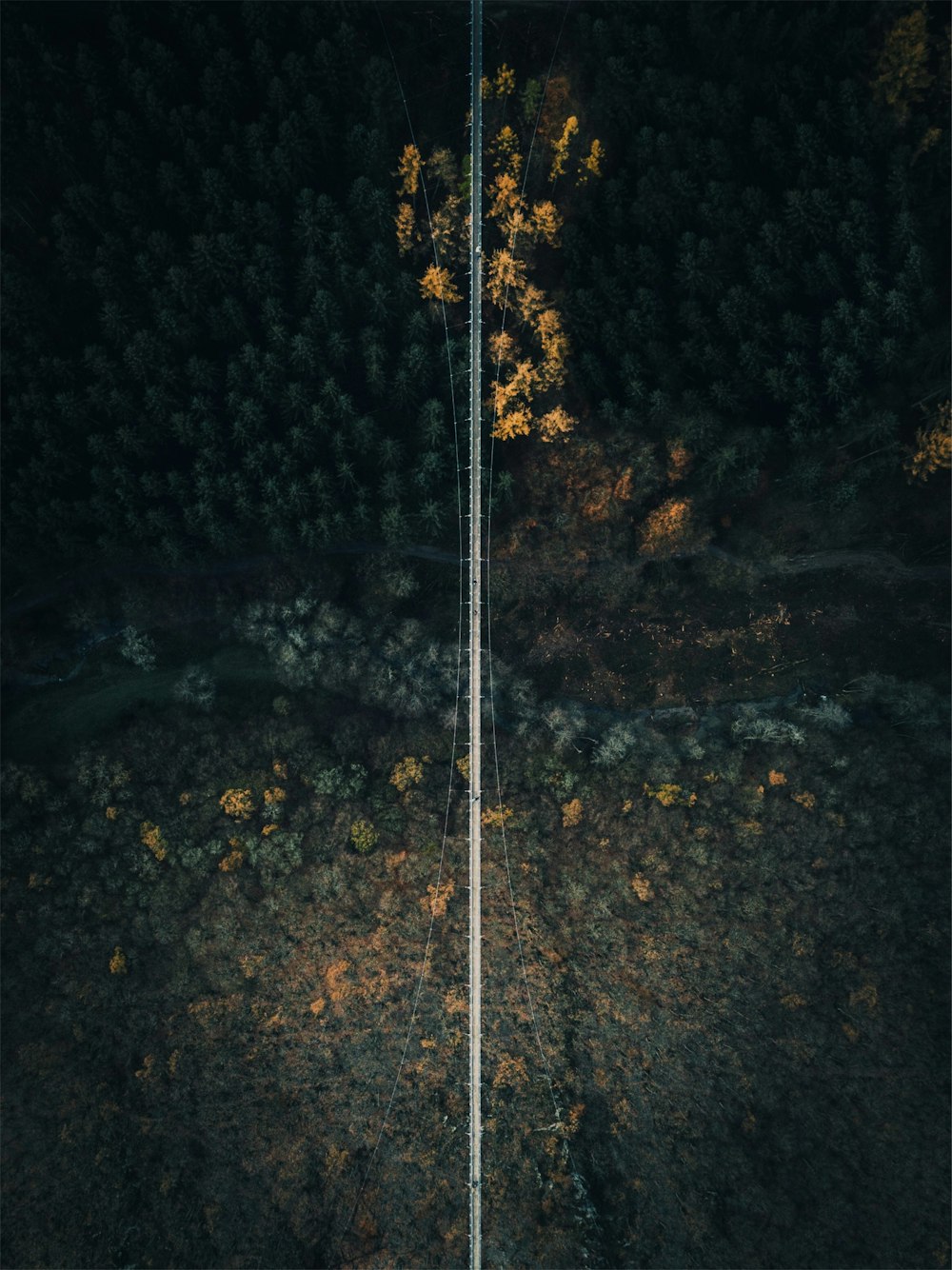 Photographie aérienne d’un pont entre les arbres