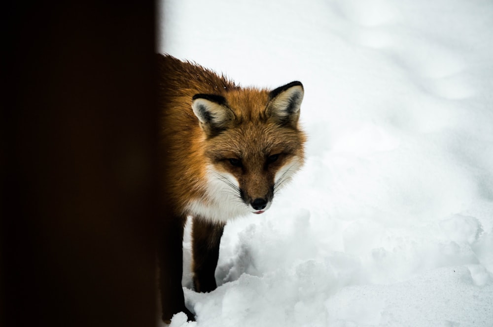 orange fox standing on snow during daytime