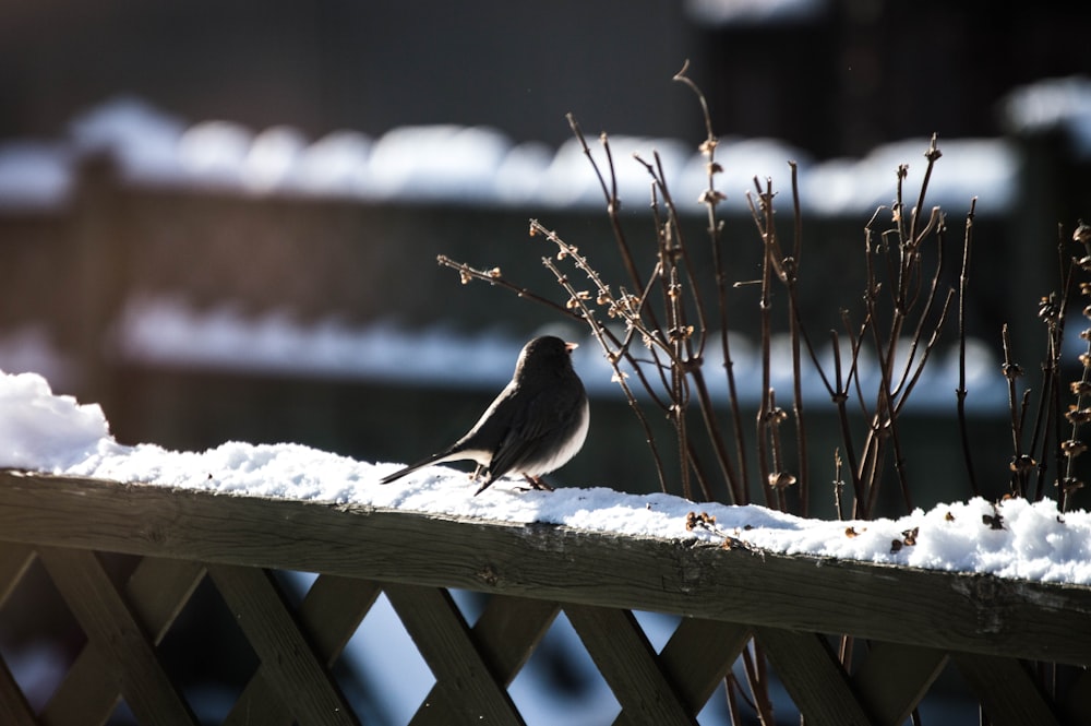 schwarzer Vogel auf braunem Holzzaun mit Schnee
