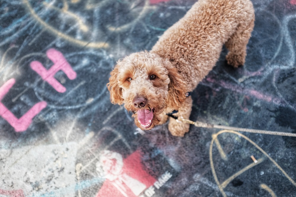 cane marrone a pelo corto con guinzaglio