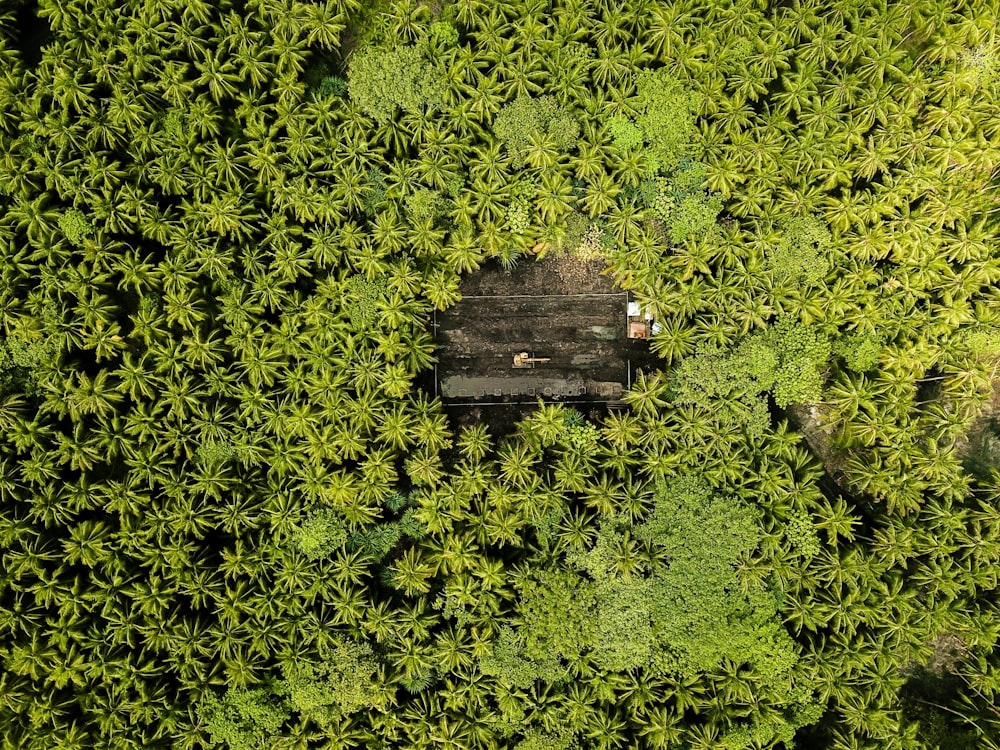 bird's-eye view of green leaf forest