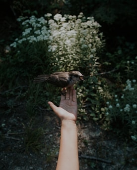 A vibrant close-up of a rescued bird perched gently on a hand, with a blurred natural background.