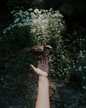An outstretched hand is holding a small bird, set against a background of greenery and some white flowers. The focus is on the bird and hand, while the background is blurred.