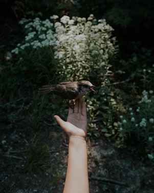 A dedicated wildlife caretaker gently tending to an injured bird in a forest setting.