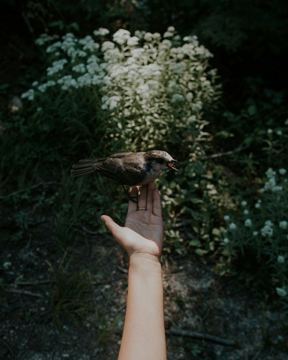 pájaro marrón posado en la palma izquierda de la persona