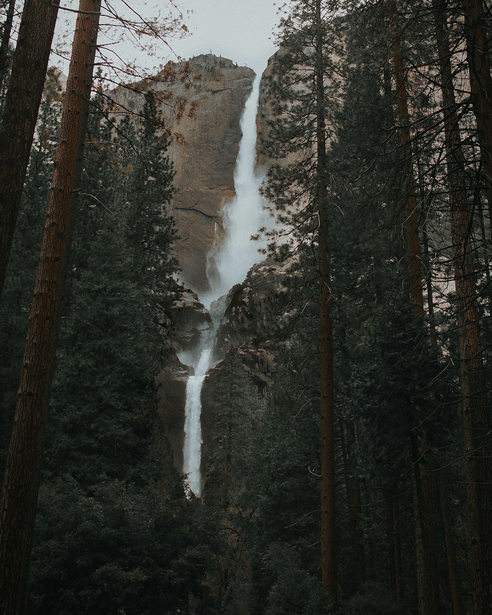 Wasserfälle in der Nähe eines Waldes