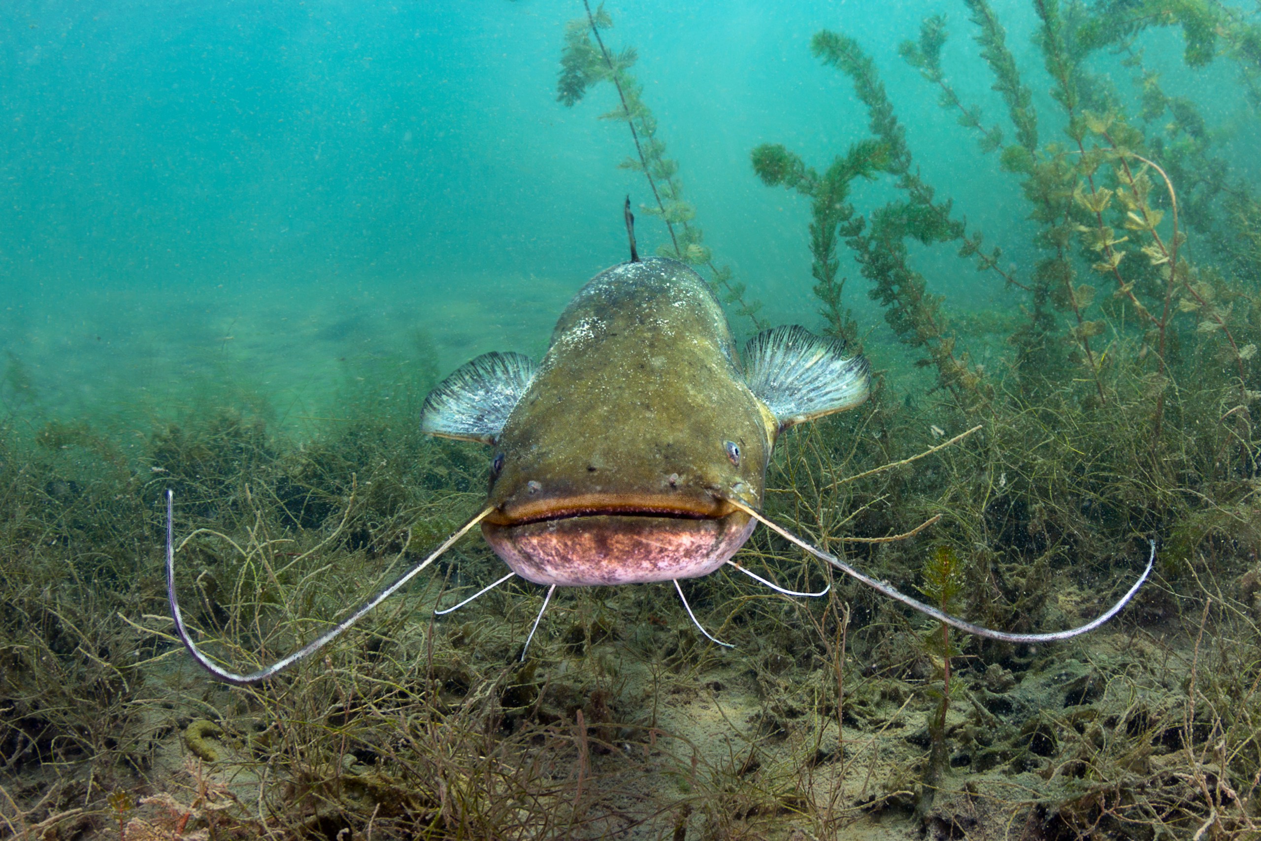 underwater photography of catfish