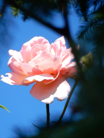 A close-up of a delicate pink rose blooming in the historic roseraie under soft morning light.