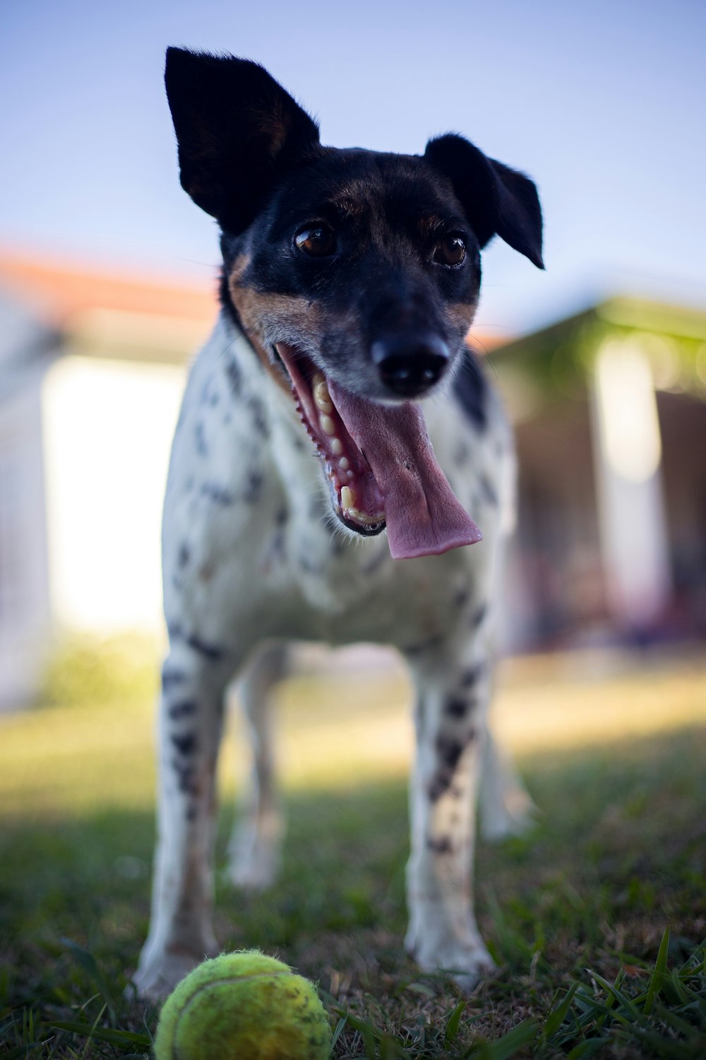 緑の芝生の上に立つ白、黒、黄褐色の犬の選択的写真