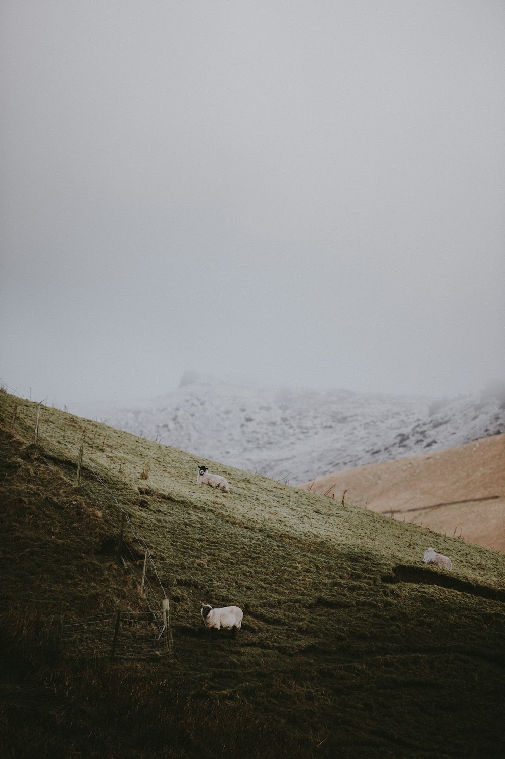 sheep on mountain