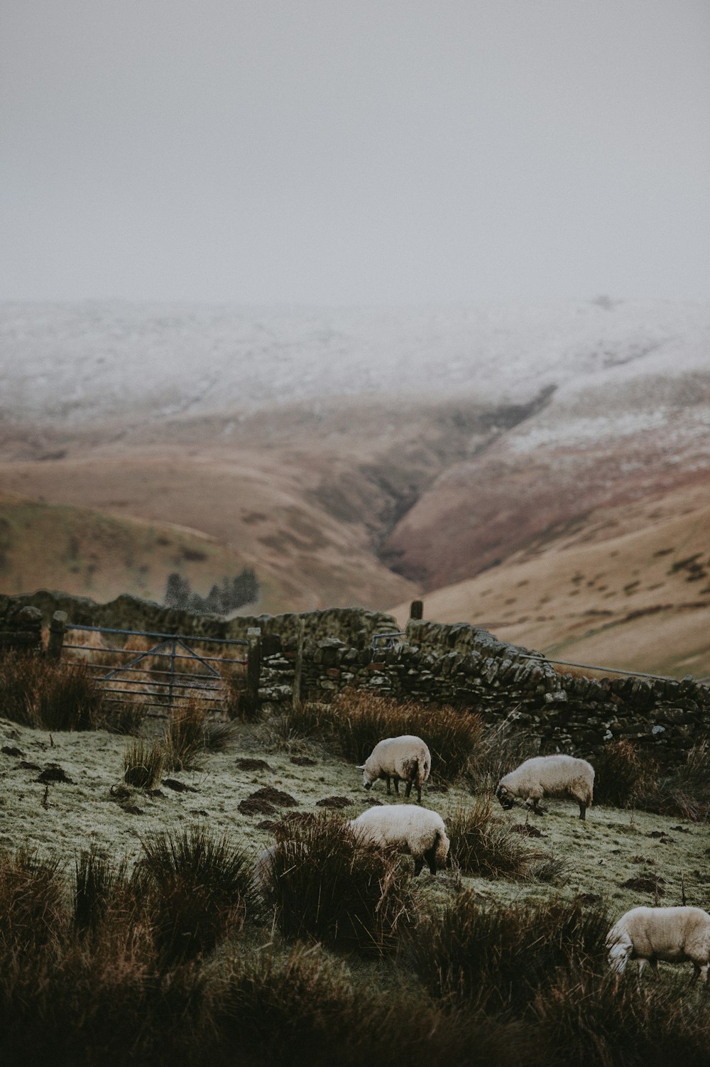 herd on sheep grazing near stone fence during daytime