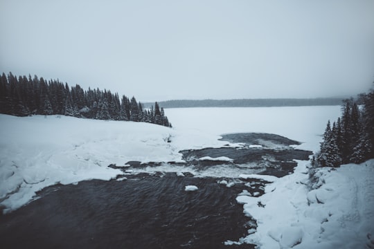 landscape photography of trees covered by snow in Åre Sweden