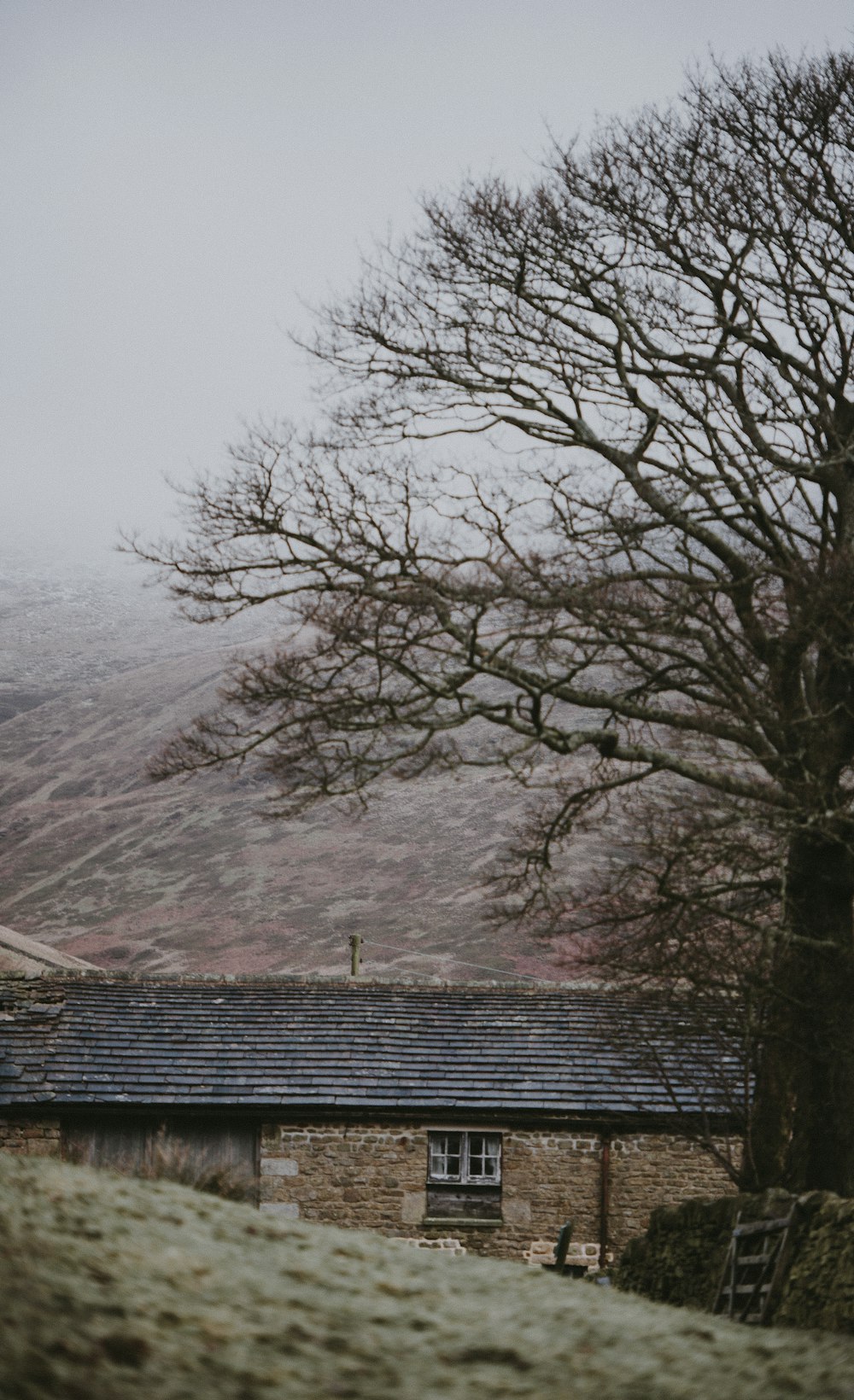 bare tree beside house taken at cloudy morning