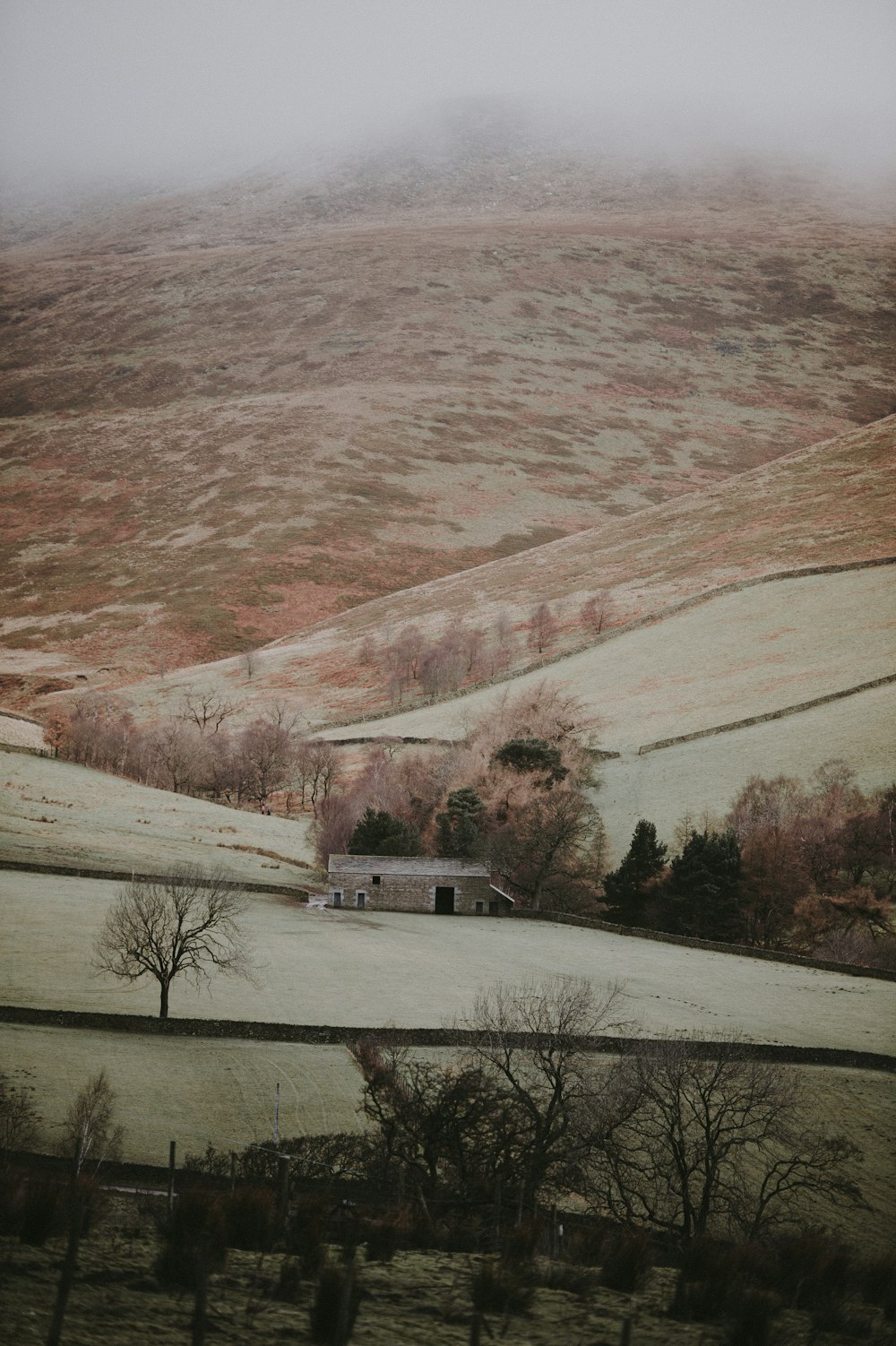 withered trees in farm fields