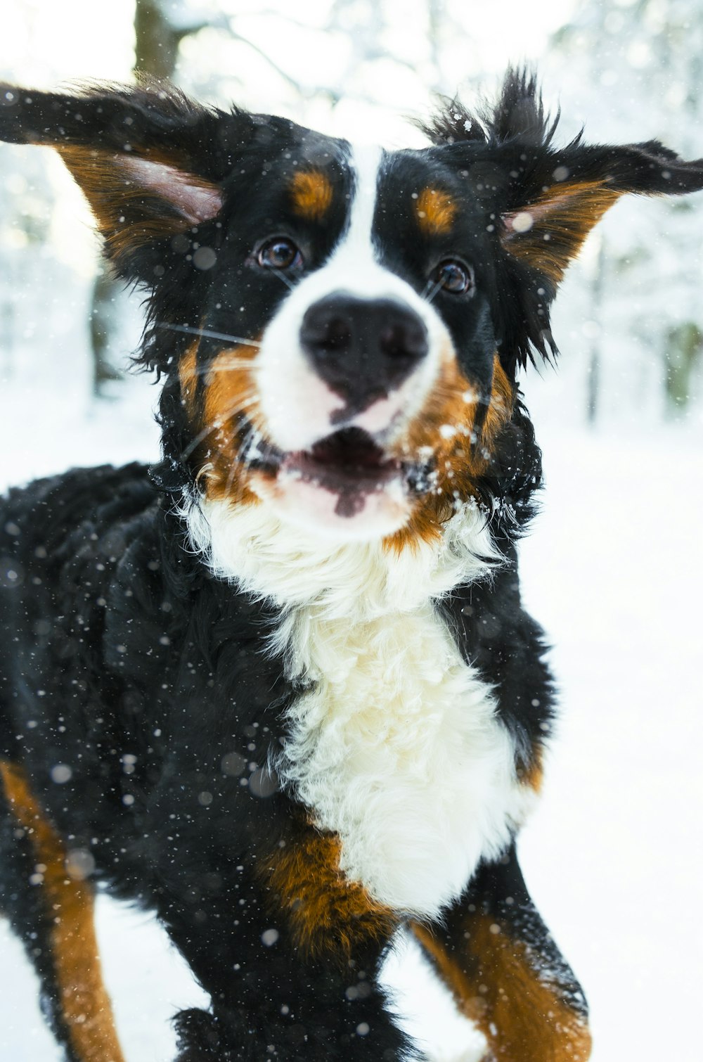 white and black dog