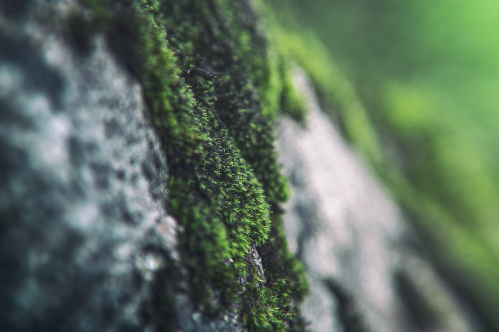 a close up of a moss covered wall