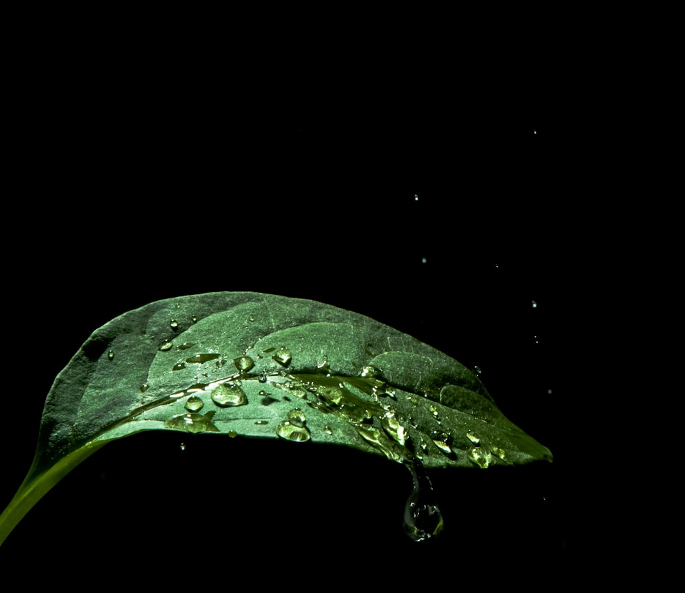 green leaf plant with droplet of water
