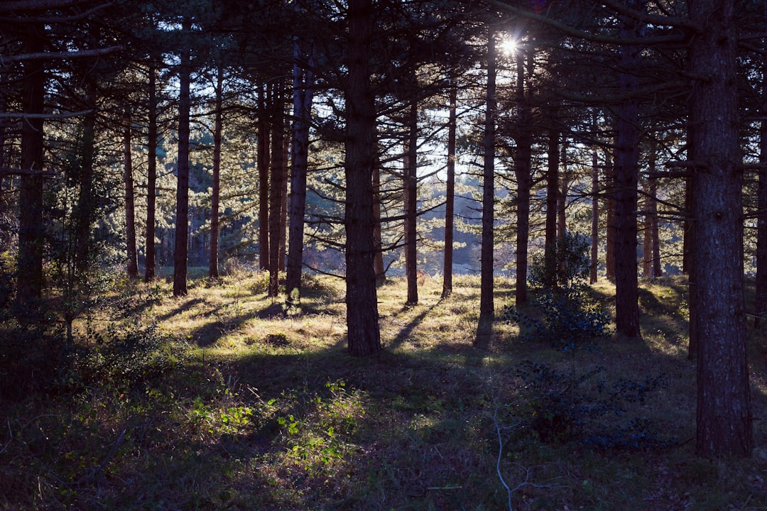 Forest photo spot Egmond-Binnen Netherlands