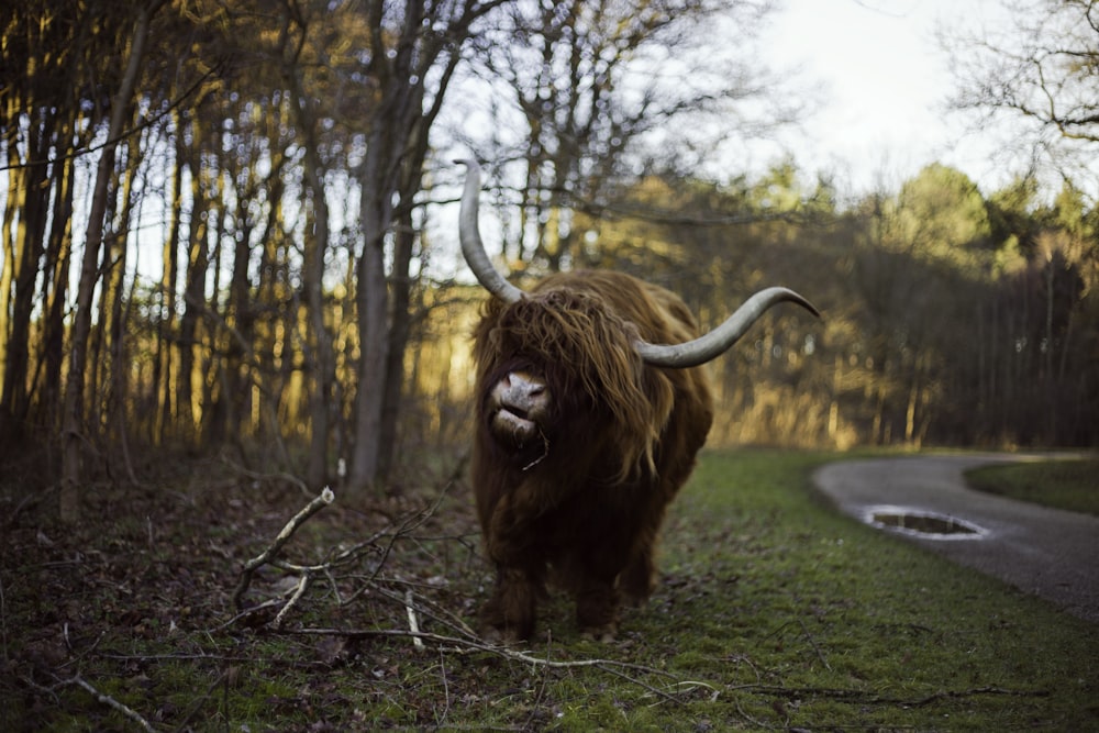 selective focus photography of brown cattle