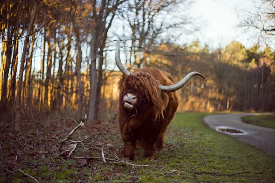 selective focus photography of brown cattle in Egmond-Binnen Netherlands