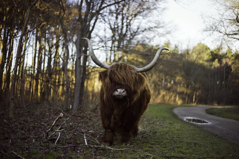 brown yak standing near concrete road at daytime