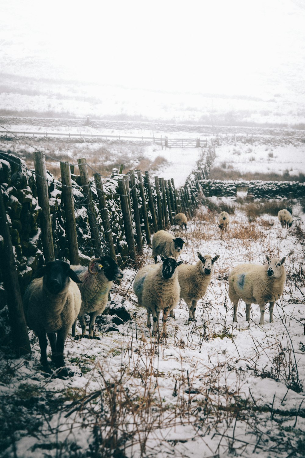 several white sheep and rams