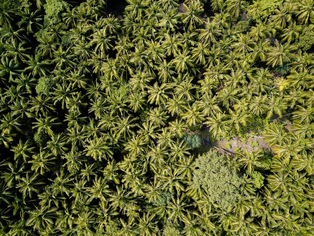 top view photography of green trees at daytime