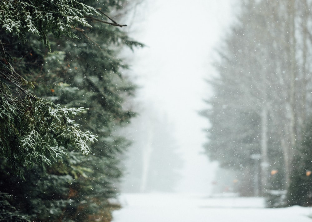 photo of fir trees covered in snow