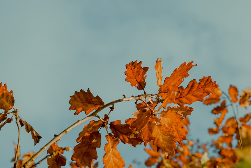 dried leaves under white clouds at daytime