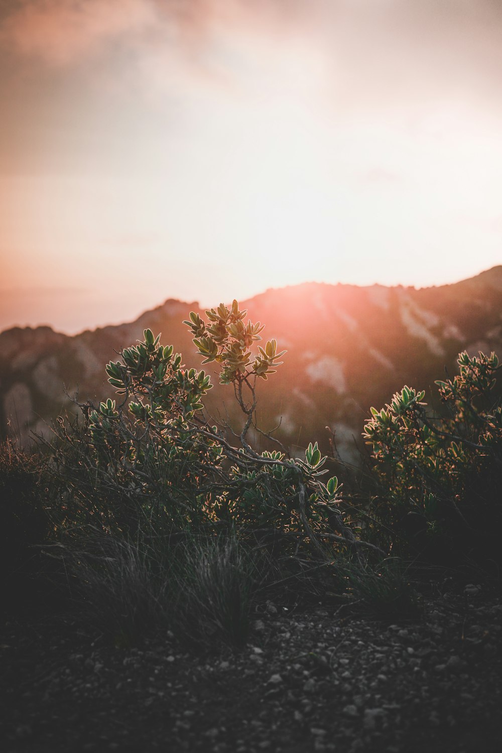 landscape photography of green leaf plant near mountain under cloudy sky