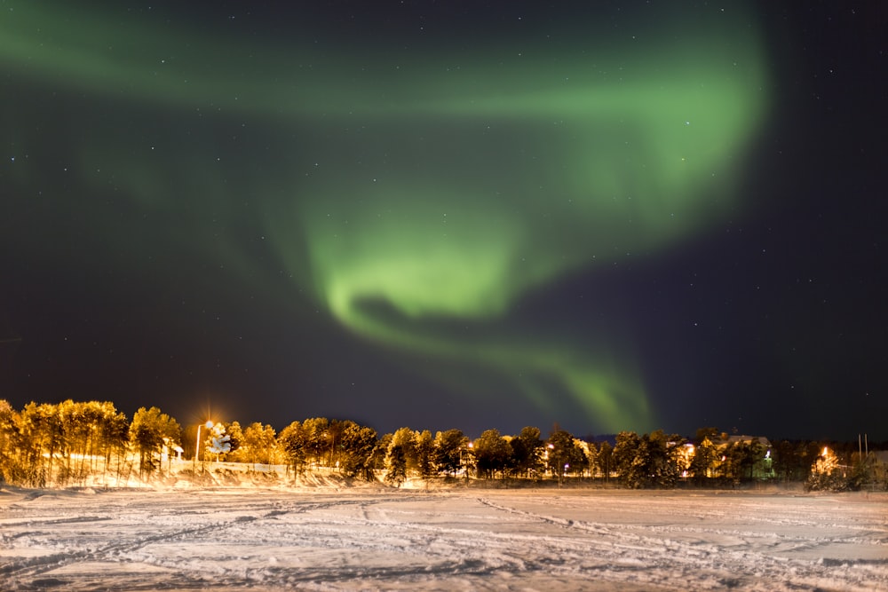 green leaf trees under aurora lights during nighttime