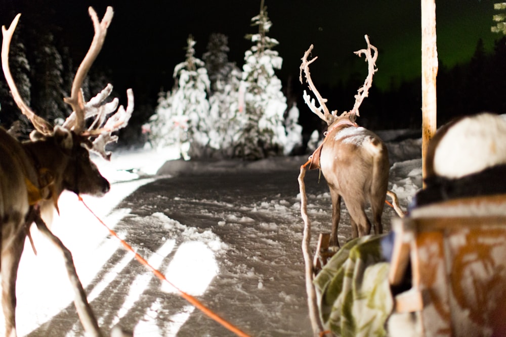 two brown deer standing on snow covered raod