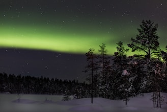trees on field covered with snow during Aurora Borealis Phenomenon