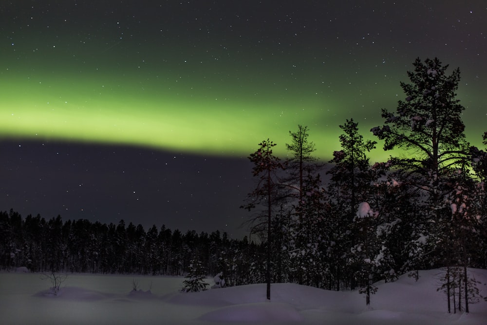 alberi sul campo coperto di neve durante il fenomeno dell'aurora boreale