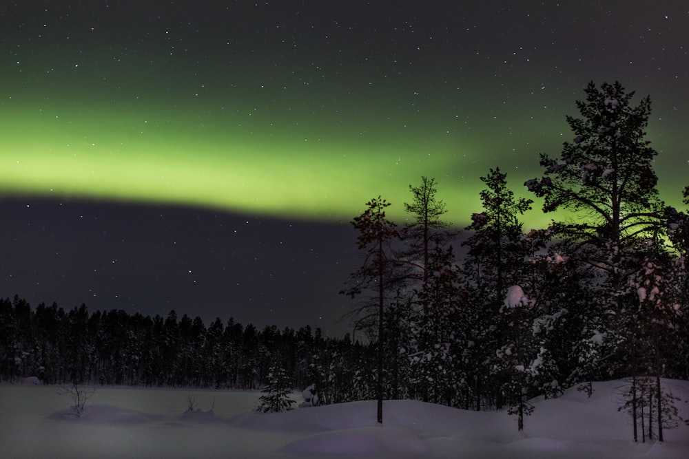 árboles en el campo cubiertos de nieve durante el fenómeno de la aurora boreal