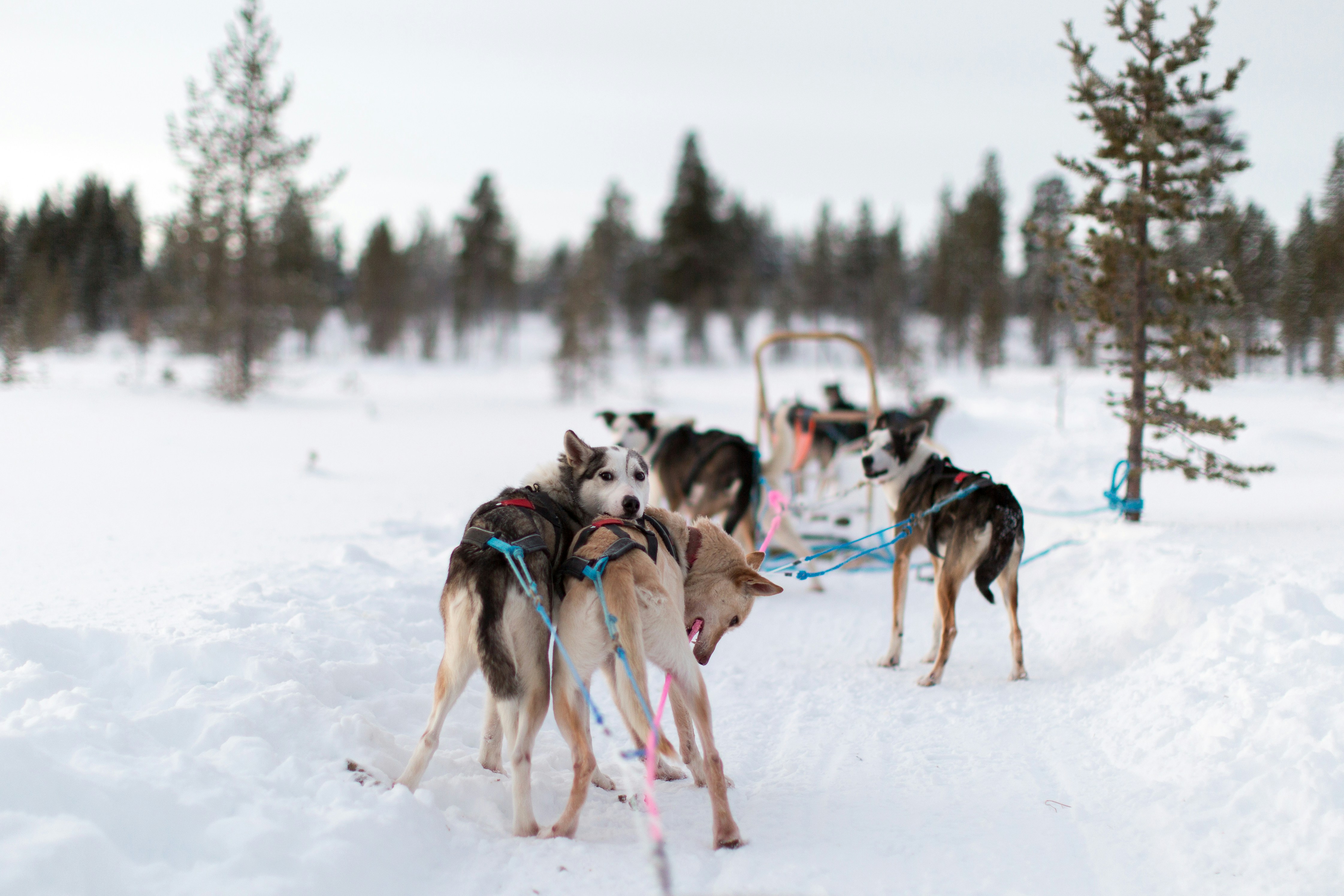 sled huskies standing in snow in lapland
