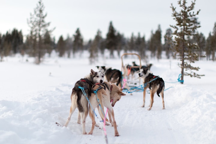 Magical winter in Lapland, a family-friendly destination to meet Santa