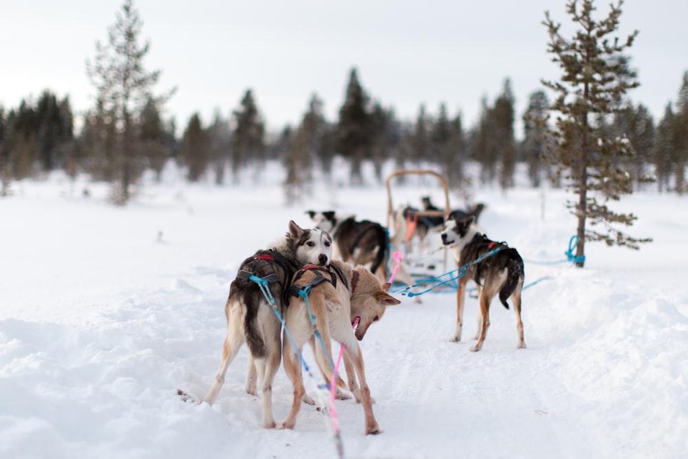 wolves walking on snow during daytime