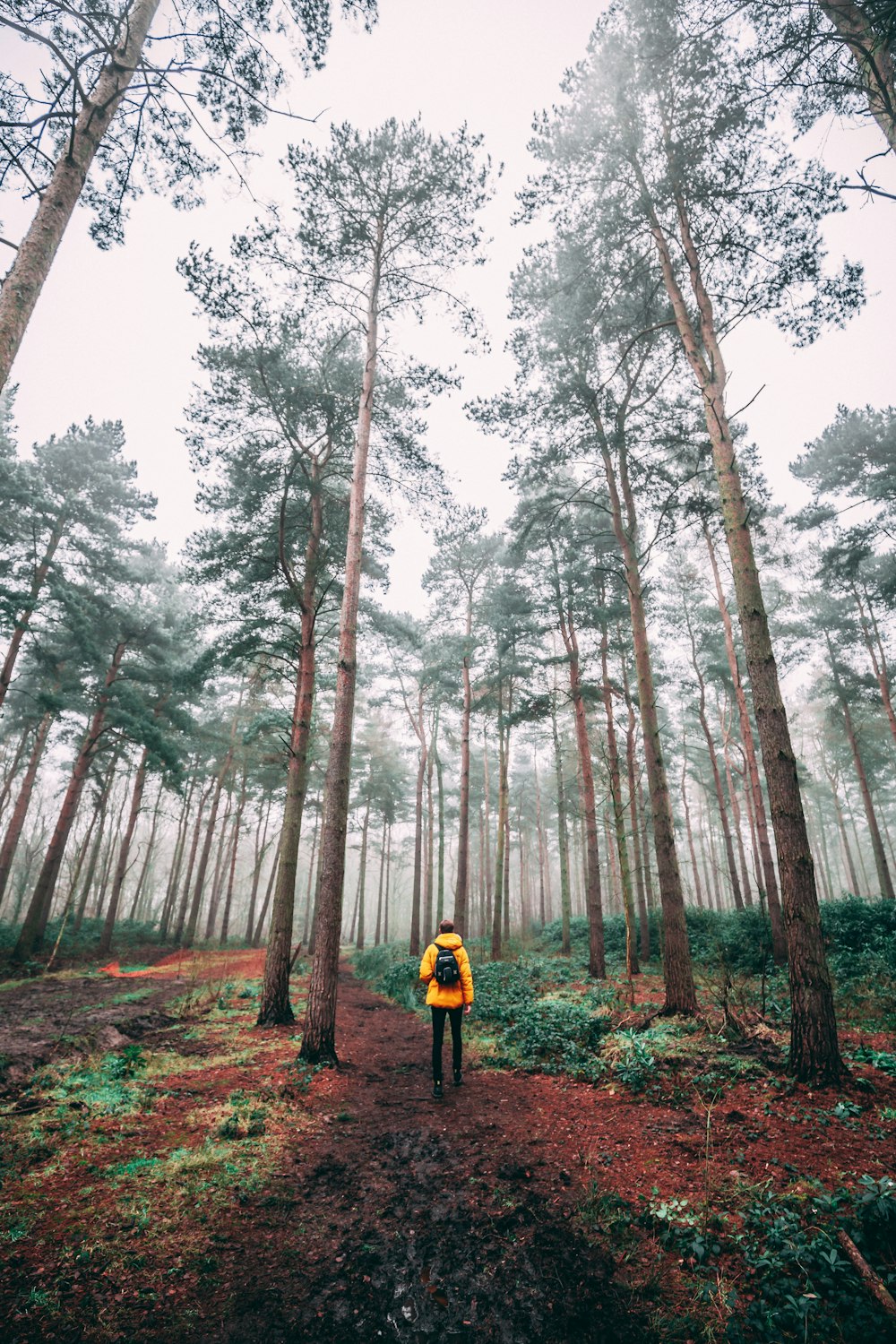 photo of man surrounded by trees