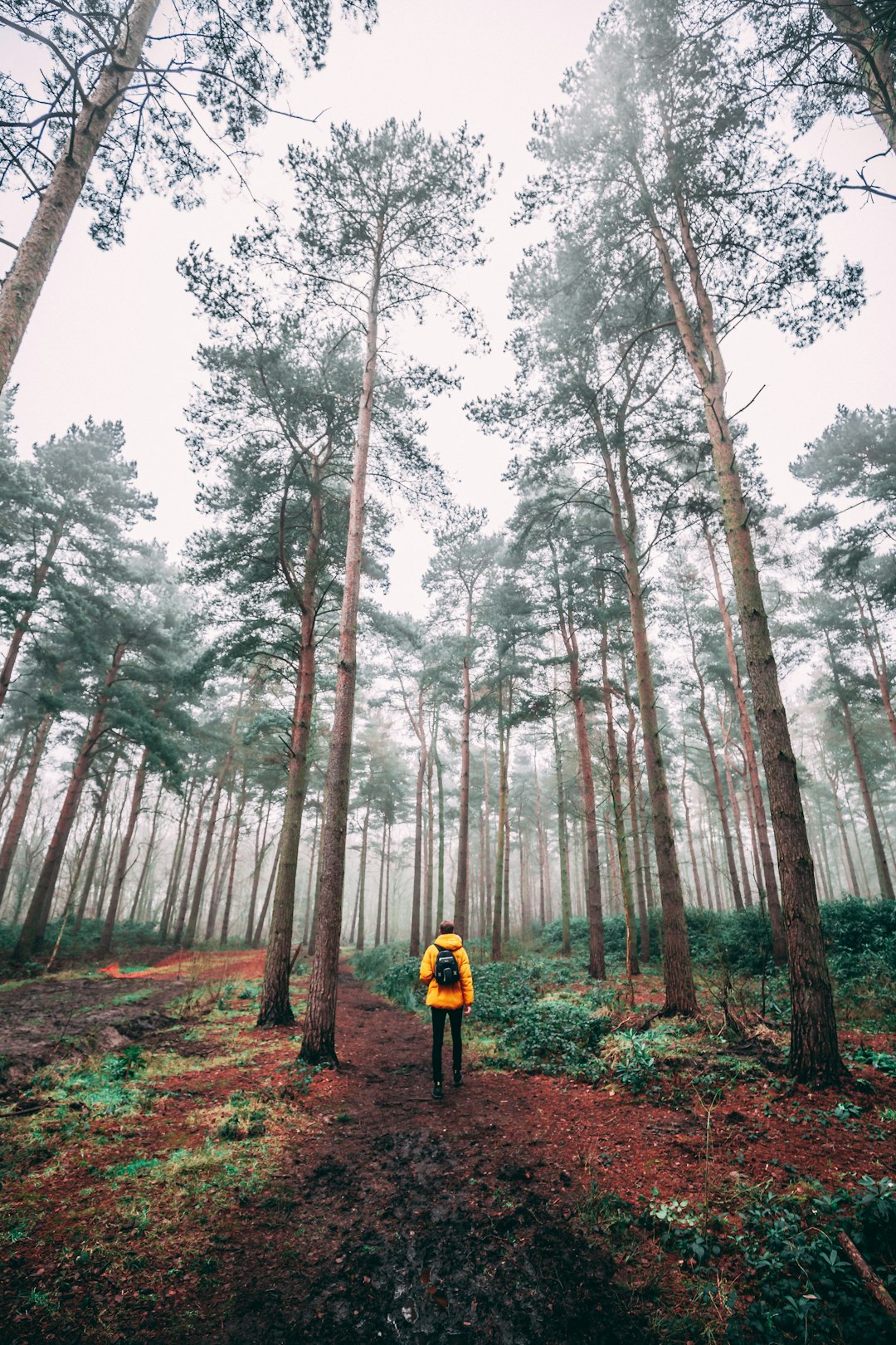 Forest photo spot Hagg Wood Community Wood. Dalby Forest