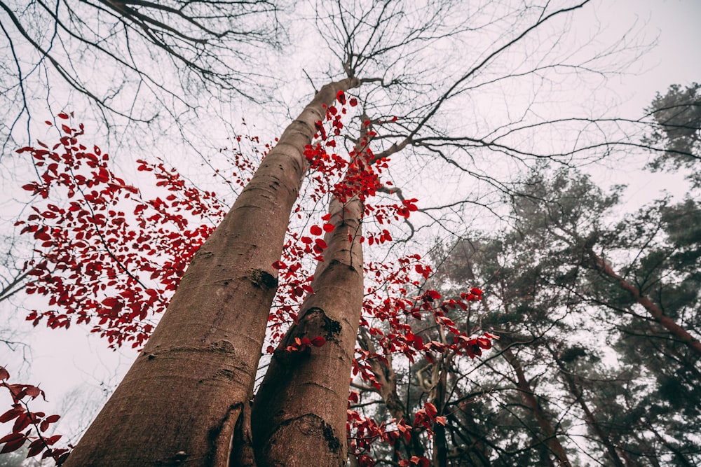 two brown tree trunks with red leaves