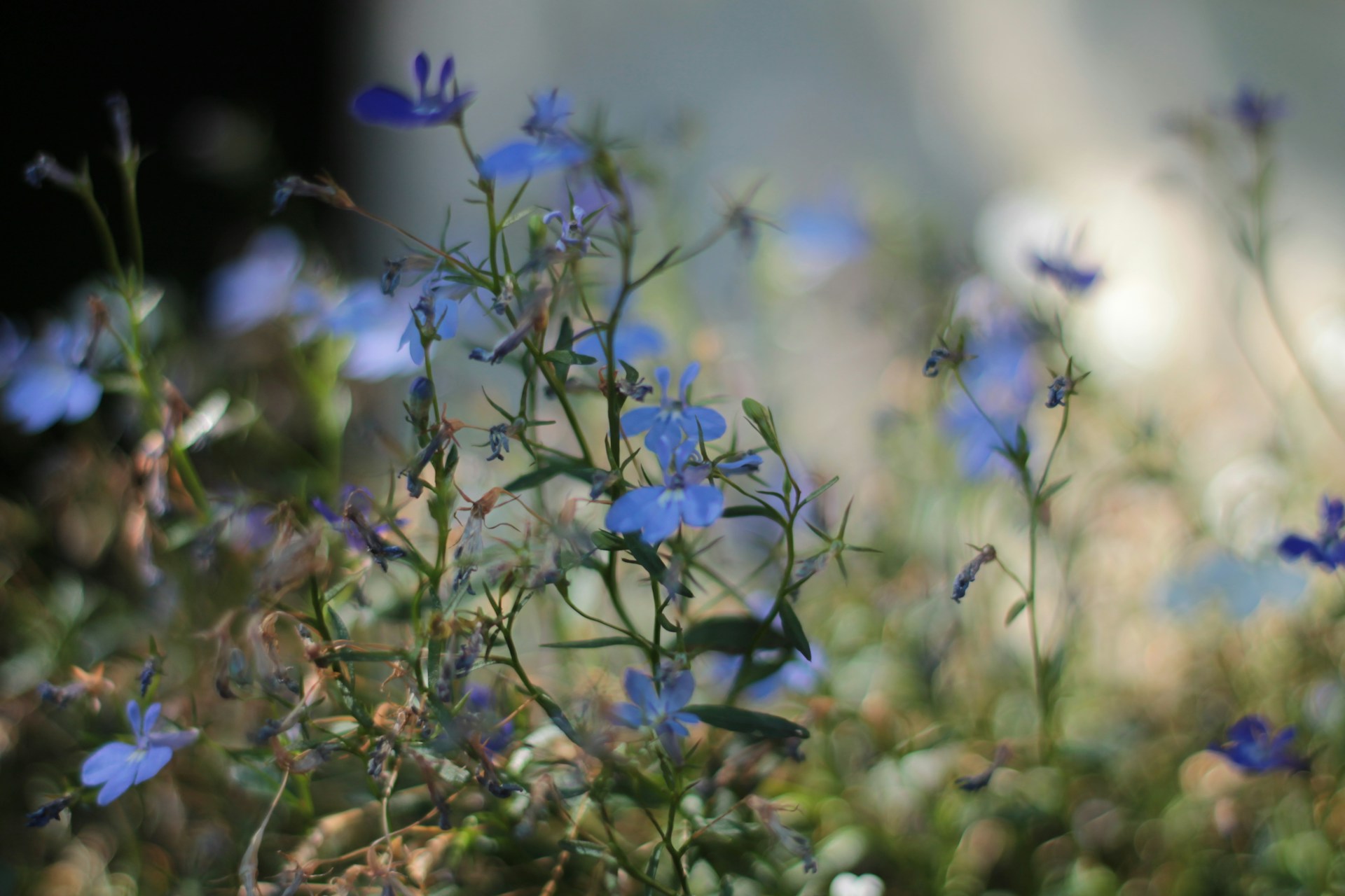 black and white bed linen