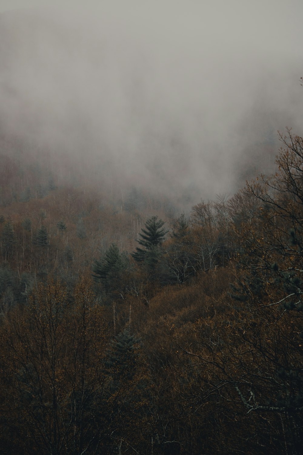 green and beige plants on foggy terrain during daytime