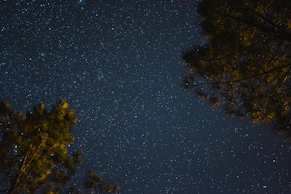low-angle photography of trees under starry night