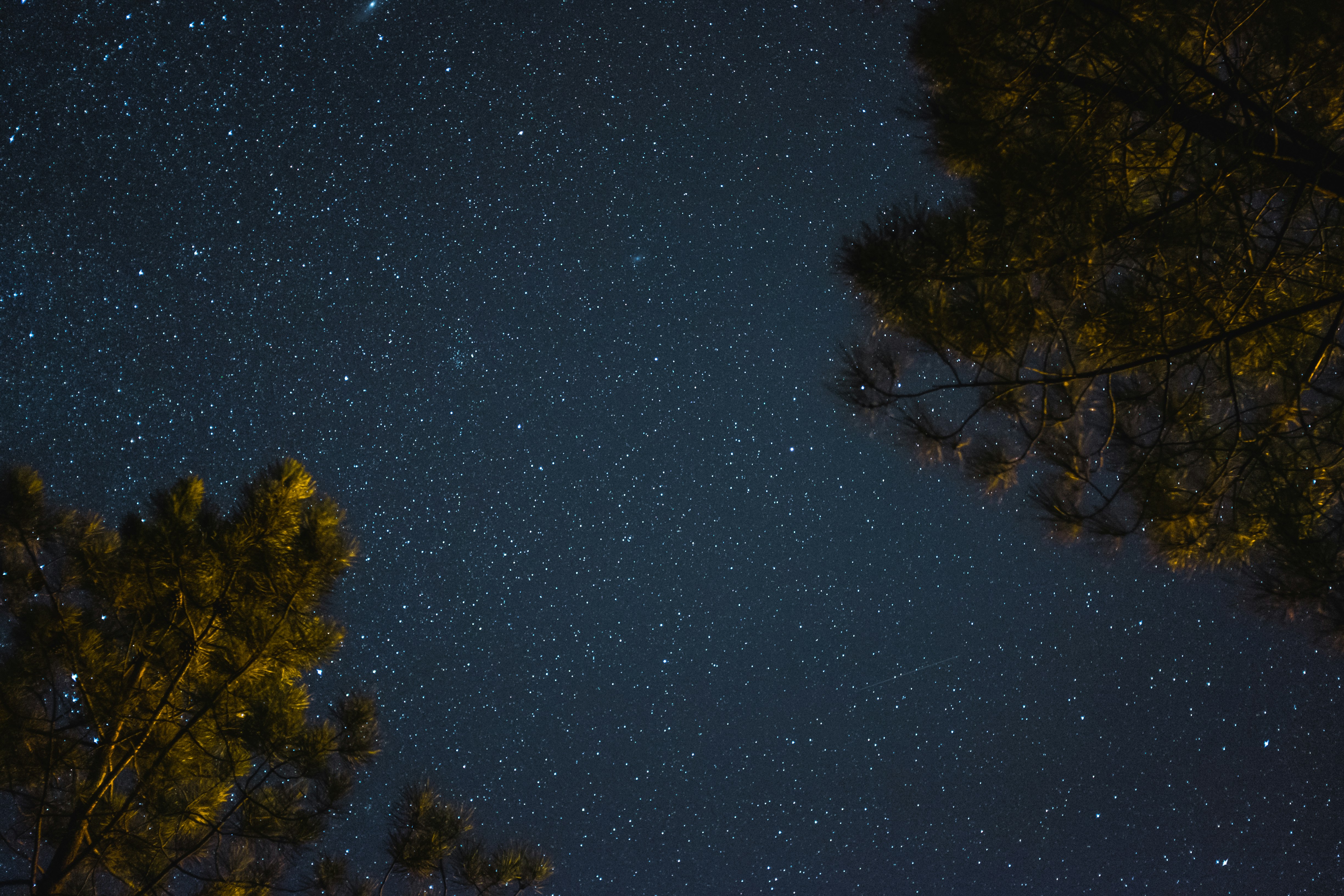 low-angle photography of trees under starry night