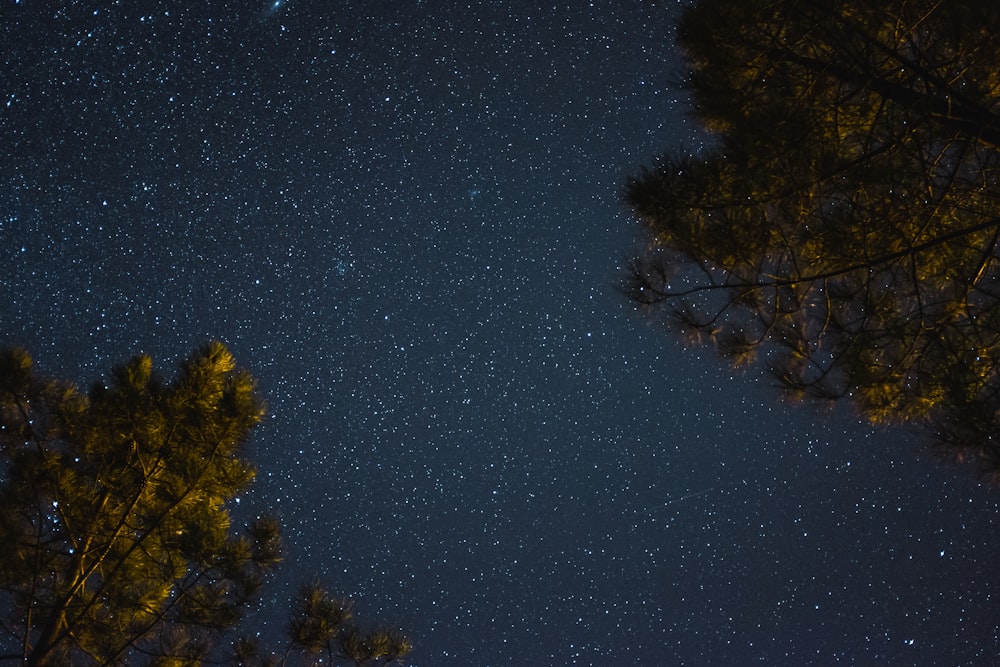 별이 빛나는 밤 아래 나무의 로우 앵글 사진