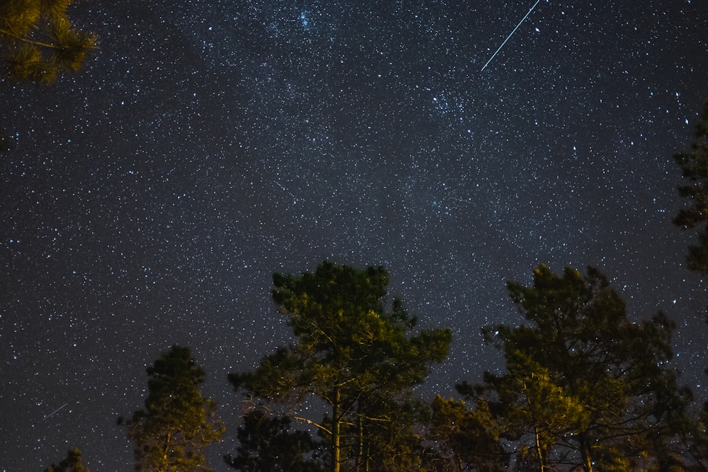 trees under starry sky