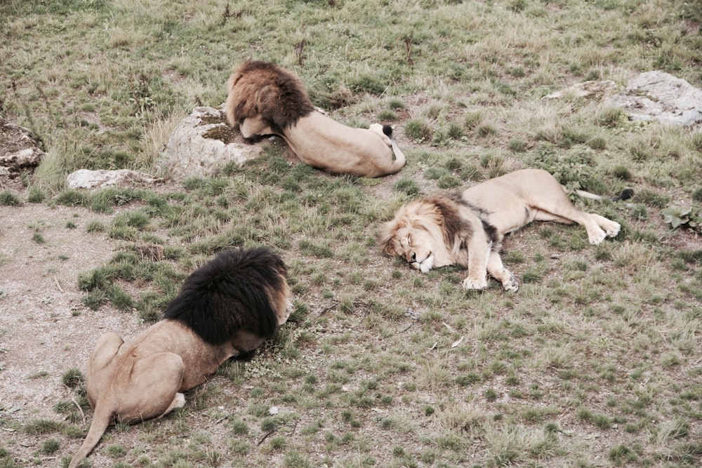 three lions lying on brown grass