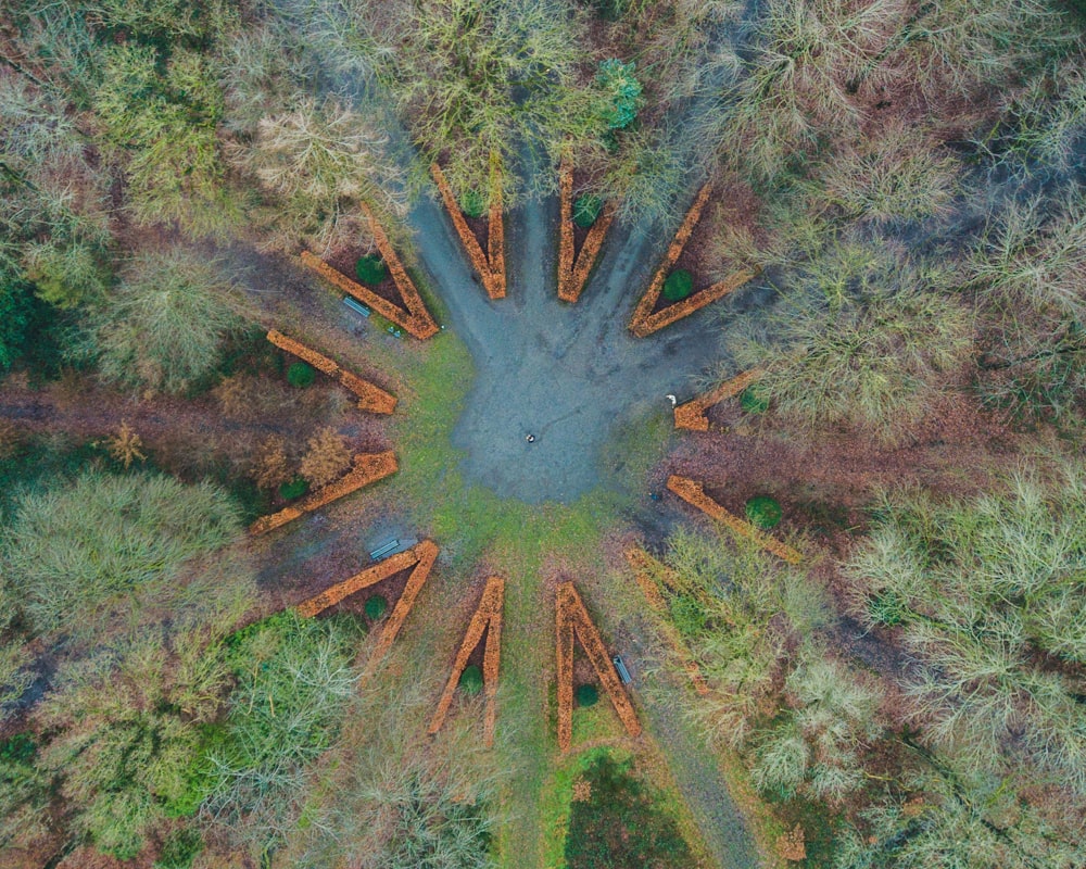 aerial view of trees